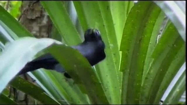 Животные и орудия труда / Animals And Tools