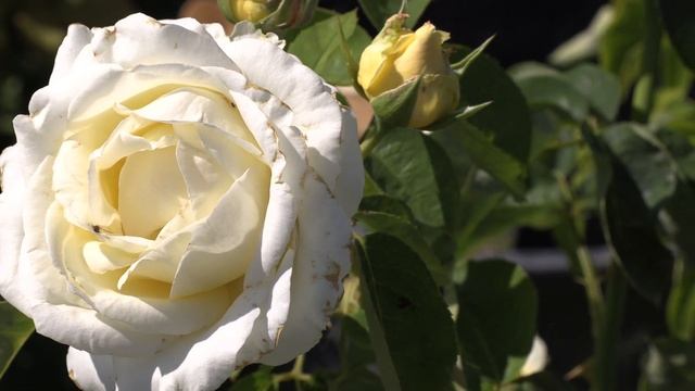 Роза Шопен - чайно-гибридная роза. Питомник роз Полины Козловой rozarium.biz смотреть онлайн