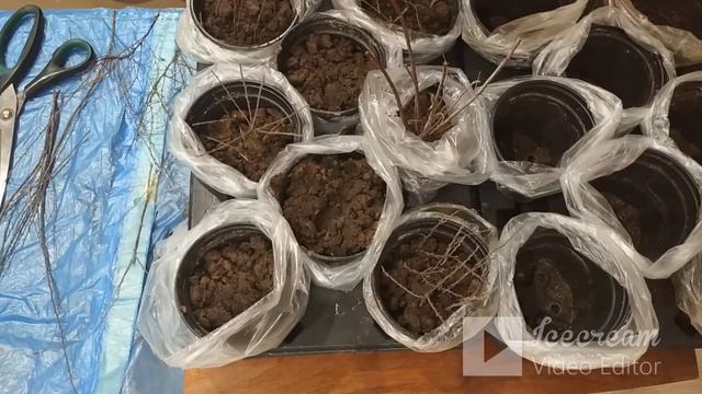 Зима 2023. Черенкование спиреи серой. смотреть онлайн