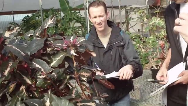 Graptophyllum Pictum 漫画花