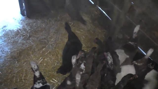 Почему котлеты шипели \ Утепляемся к морозам \ Деревенская жизнь смотреть онлайн