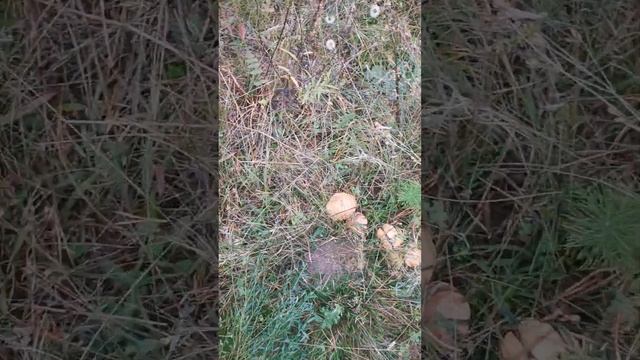 маслята смотреть онлайн