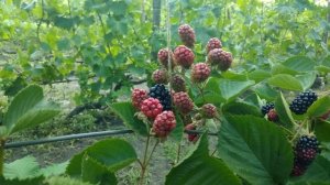Обзор ежевики сорта Небеса могут подождать/ Blackberry Heaven Can Wait