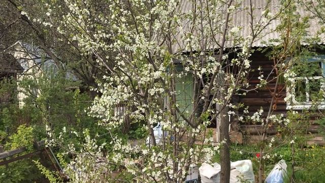 Зацвела слива из косточки | слива выросшая из косточки смотреть онлайн