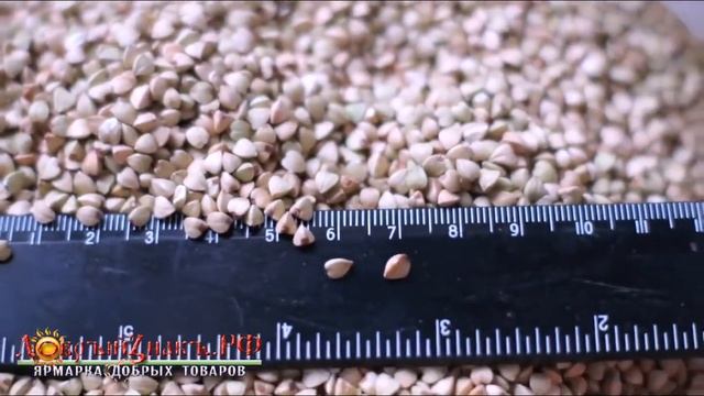 Зелёная гречка оптом по всей России