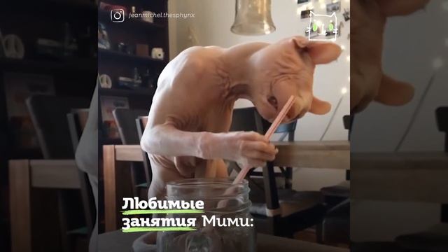 Чудом выживший одноглазый кот сфинкс смотреть онлайн