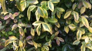 Декоративные кустарники. Бирючина.