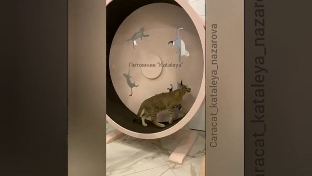 наш выпускник питомника, каракет ф1 Грель Каталея, г. Москва смотреть онлайн