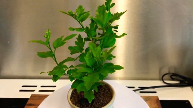 Hibiscus Bonsai Shohin 360 смотреть онлайн