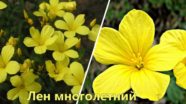 ПОСЕЙТЕ эти ЦВЕТЫ,они порадуют НЕОБЫЧНЫМ ЦВЕТЕНИЕМ! смотреть онлайн