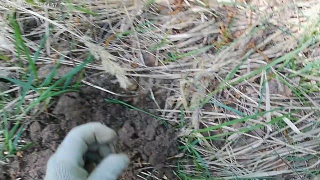 Поиск с металлоискателем в лесу