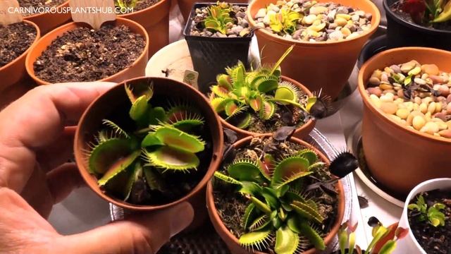 Carnivorous Plant Grow Tent Tour: Venus Flytraps Pre Dormancy + Koray Grow Light Review Update смотреть онлайн