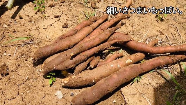 【日本で見れるのは貴重】キャッサバの調理方法！~Japanese cooking~ смотреть онлайн
