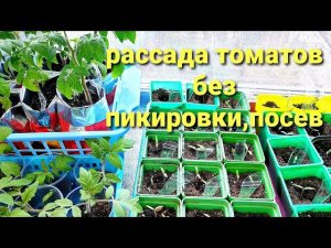 Рассада томатов без пикировки.Посев 20 сортов.Важно не упустить момент.