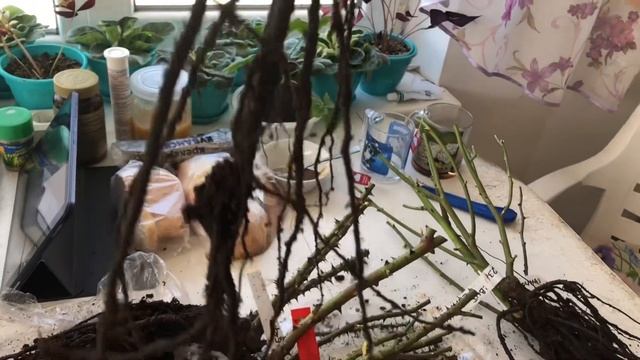 15.03.23 Распаковка. Саженцы роз из питомника Роза Кубань. смотреть онлайн
