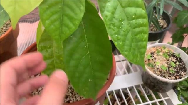 Theobroma Cacao Plant Care