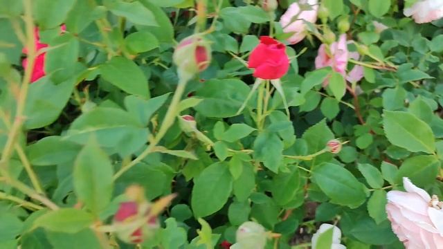 Цветут мои любимые розы. Дездемона, Эсмеральда, Крокус Роуз, Алан Титчмарш, Ангела, Уильям Моррис. смотреть онлайн