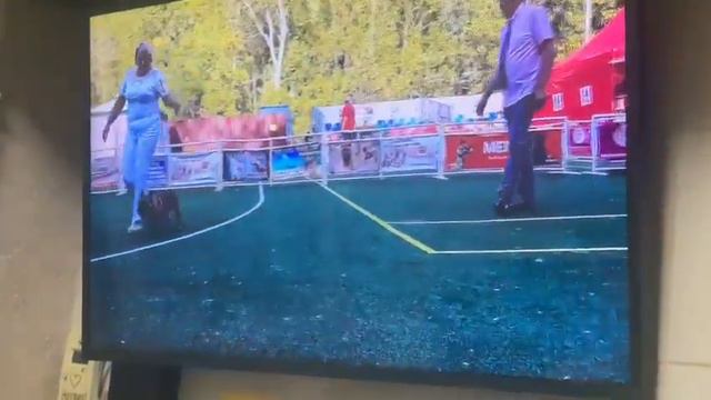 Матреша и Зара смотрят телевизор привет из Ачинска выпускников питомника чихуахуа Кастропуло смотреть онлайн