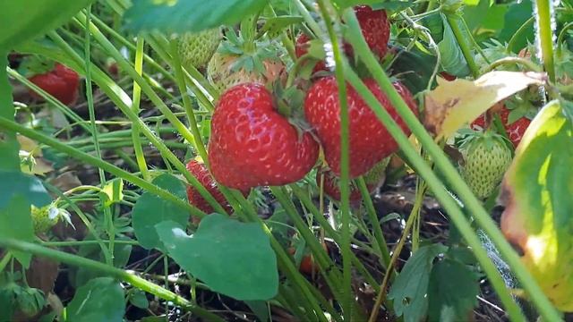 12 лет на одном месте. #Земляника_нейтрального_дня_ЧУДО_МИРА 2023 г. смотреть онлайн