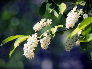 Под окном черёмуха колышется.mp4