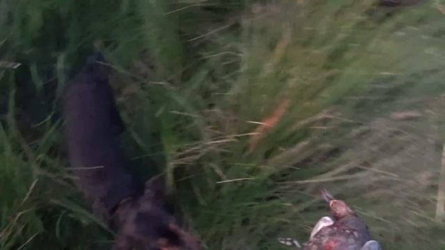 Охота в Астраханской области 2023. Открытие состоялось. Утки много. смотреть онлайн
