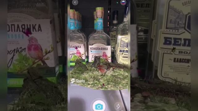 КОНОПЛЯНКА РОДНИКОВАЯ . С УСТИНОМ ОЖИВИЛИ ПТИЧКУ. #shorts смотреть онлайн