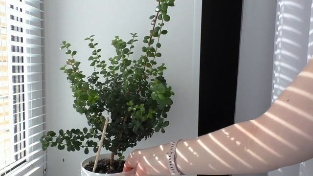 Комнатные растения /Мирсина Африканская / #Мирсина #Уход #Полив #Вредители/ Чудо деревце смотреть онлайн