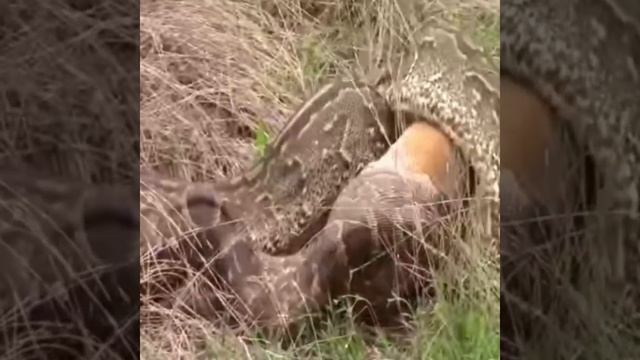 Giant Python Eats Cow Alive.. смотреть онлайн