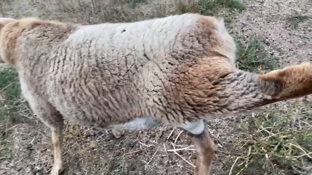 Курдючный баран под охраной смотреть онлайн