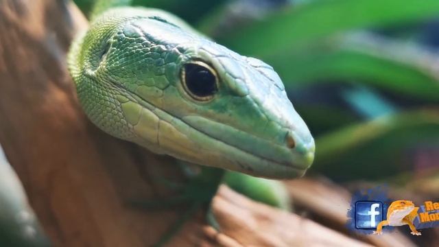 gastropholis prasina смотреть онлайн