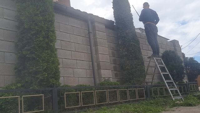 Кусторезы Штиль в работе...стрижка Самшита и Туй.... смотреть онлайн