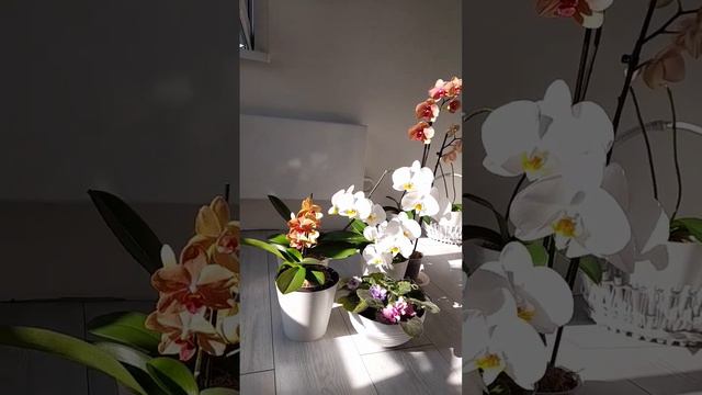 Оранжевые🧡 и белые🤍 орхидеи❤️🔥Орх.Сансет Лав 🧡Орх.Кембридж 🤍Phal. Sunset Love.🌿 Phal. Cambridge смотреть онлайн