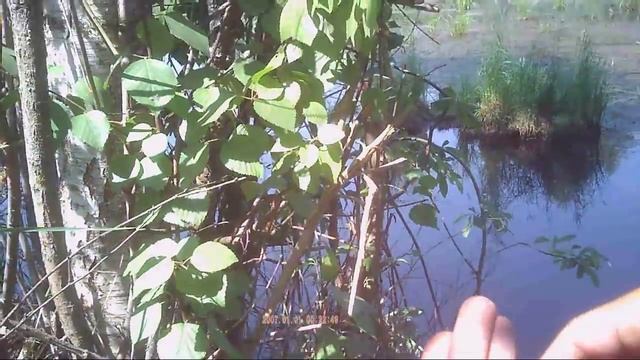 Ловля тритона и мелкого красного карася на поплавочную удочку,видео rybachil.ru смотреть онлайн