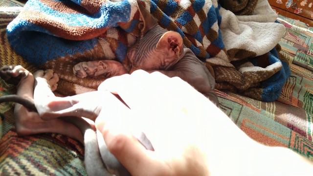 Сфинкс Кира - Решил вздремнуть смотреть онлайн