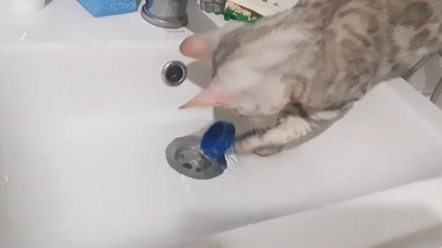 бенгальский котенок и вода смотреть онлайн