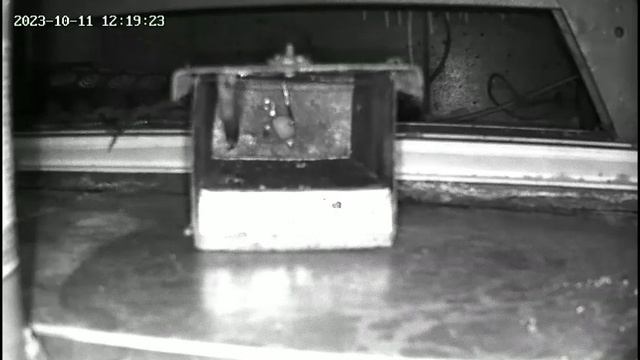 ловлю мышей... умею, практикую.... смотреть онлайн