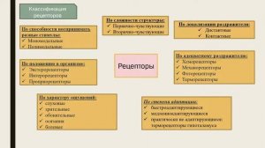 Классификация рецепторов. Механизм рецепции