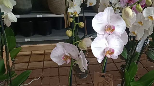 #Орхидеи🌸Наш орхидейный тур продолжается!🤩✌️Магазин Виллаверде в г.Антиб🌿 смотреть онлайн