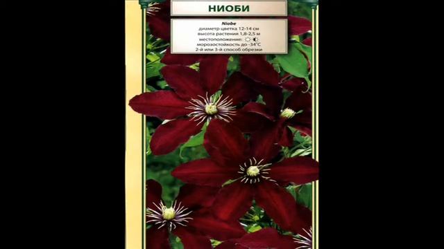 Цветы для души смотреть онлайн