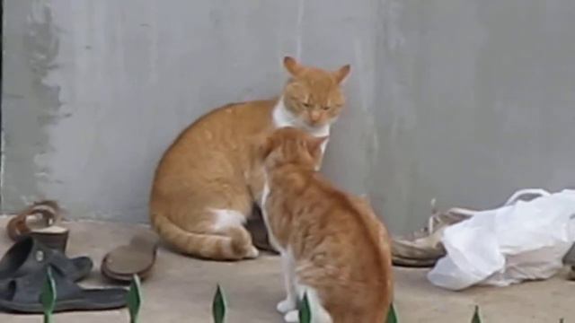 Утренние разборки котиков...))) смотреть онлайн