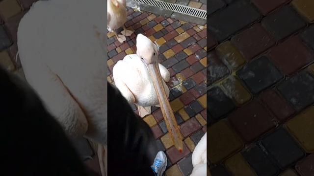 Розовый пеликан встречает в Сказке. Зоопарк Сказка Олега Зубков, Ялта Крым смотреть онлайн