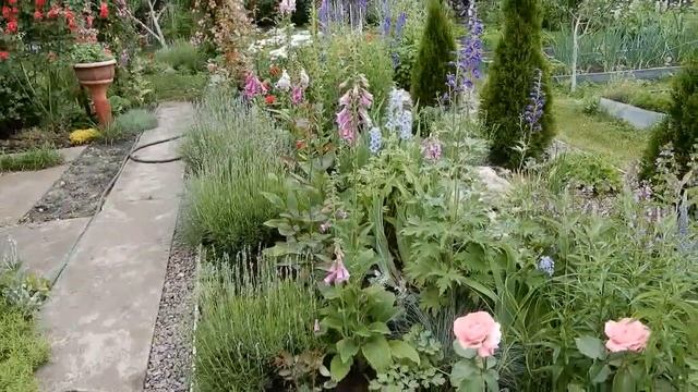 Моя дача. Плотные посадки в цветниках.Розы и их свита. Компаньоны к чайно гибридным розам. смотреть онлайн