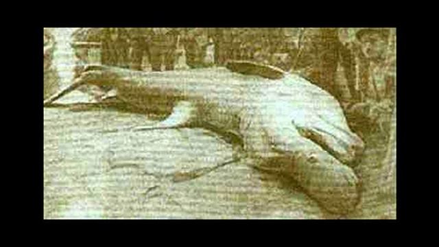 ALIENS, CRYPTOZOOLOGY AND MYSTERIES part 1 смотреть онлайн