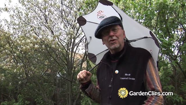 Serviceberry - Shadbush - Amelanchier - N American native flowering tree смотреть онлайн