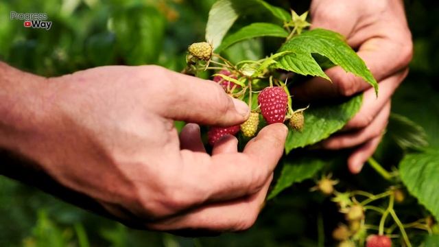 ПОЛЕЙТЕ ЭТИМ МАЛИННИК ВАС ЗАВАЛИТ КРУПНОЙ ЯГОДОЙ! ЛУЧШЕЕ УДОБРЕНИЕ ДЛЯ МАЛИНЫ смотреть онлайн