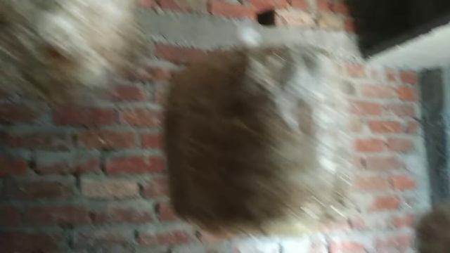 Oyster mushroom cultivation at home смотреть онлайн