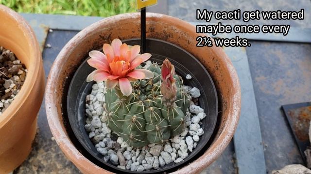 Gymnocalycium Baldianum Cactus