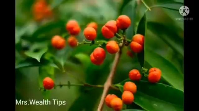 அத்தையுடன் முதல் அனுபவம் Part -2 | Mrs.Wealth Tips Tamil | best inverter for home tamil | trading смотреть онлайн