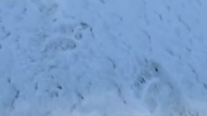 Кто и зачем продал Аляску Америке в 1867 году?