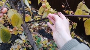 Хурма Виргинская. 04.11.2022г.